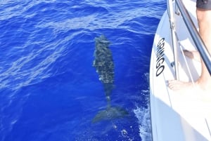 Madeira: 2.5-Hour Whale and Dolphin-Watching Cruise