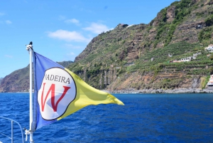 Madeira: Cruzeiro de observação de baleias e golfinhos de 2,5 horas