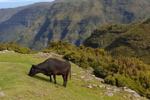 Madeira: 25 Fontes og Risco Levada vandretur med transfer