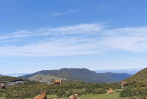 Madeira: 25 Fontes og Risco Levada vandretur med transfer