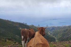 Madeira: 25 Fontes og Risco Levada vandretur med transfer