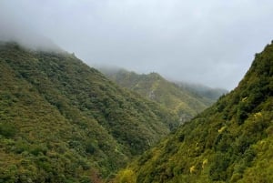 Madeira: 25 Fontes og Risco Levada vandretur med transfer