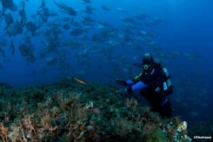 Madeira: mergulho de 4 horas na Ilha do Porto Santo