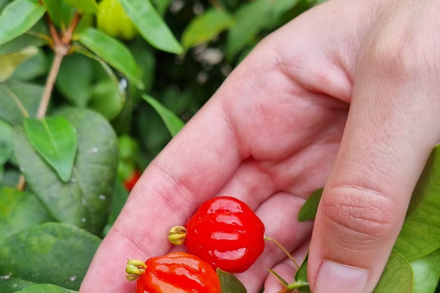 マデイラ：バナナ農園ガイドツアー（試食付き