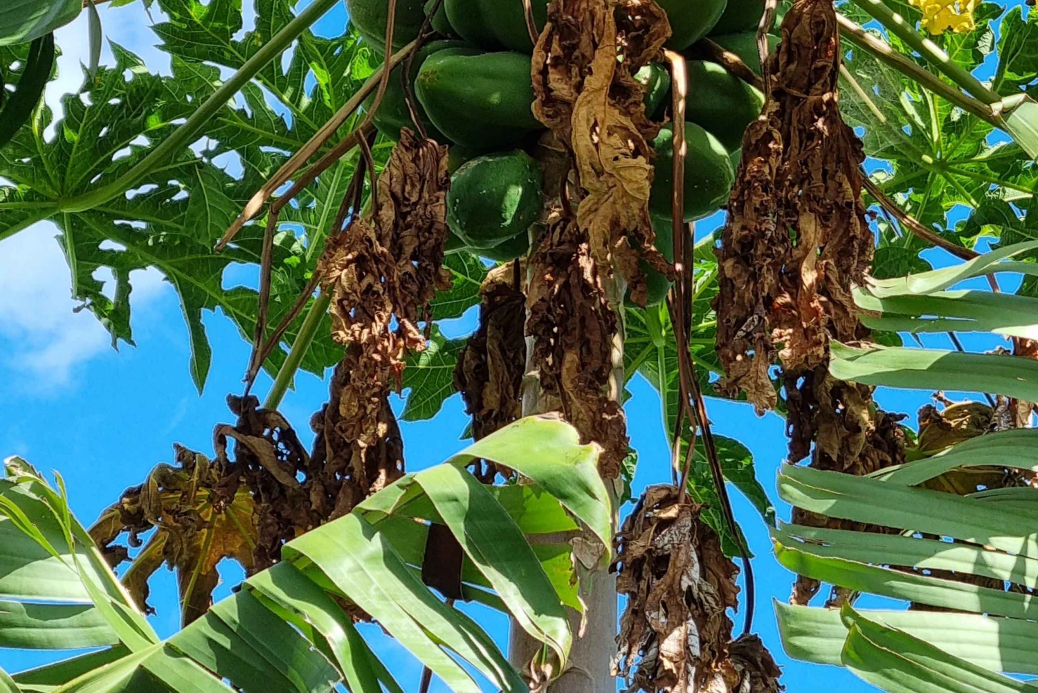 マデイラ：バナナ農園ガイドツアー（試食付き
