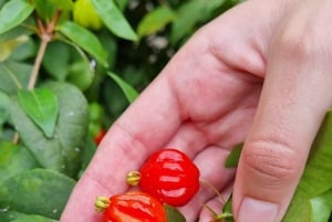 Madeira: Guidad tur på bananplantage med provsmakning