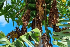 Madeira: Guidad tur på bananplantage med provsmakning