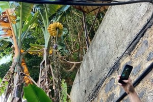 Madeira: Guidad tur på bananplantage med provsmakning