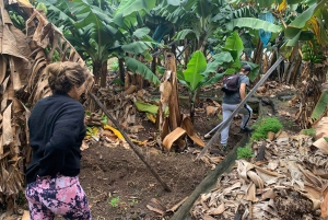 Madeira: Guidad tur på bananplantage med provsmakning