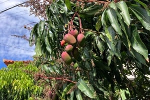 Madeira: Guidad tur på bananplantage med provsmakning