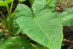 Madeira: Guidad tur på bananplantage med provsmakning