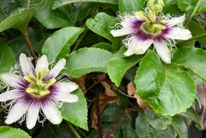 Madeira: Guidad tur på bananplantage med provsmakning