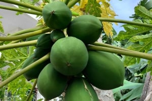 Madeira: Guidad tur på bananplantage med provsmakning