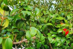 Madeira: Guidad tur på bananplantage med provsmakning