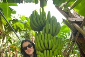 Madeira: Guidad tur på bananplantage med provsmakning