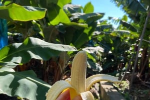 Madeira: Guidad tur på bananplantage med provsmakning