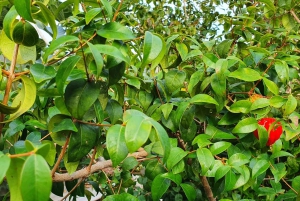 マデイラ：バナナ農園ガイドツアー（試食付き