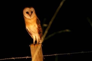 Madeira: Barn Owl Watching