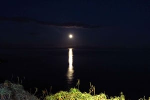 Madeira: Barn Owl Watching