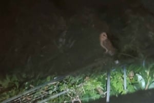 Madeira: Barn Owl Watching