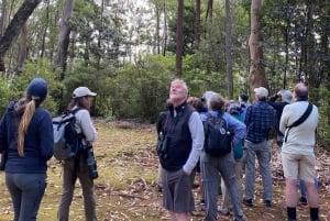 Madeira: Barn Owl Watching