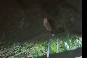 Madeira: Kerkuil kijken