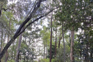 Madeira: Kerkuil kijken