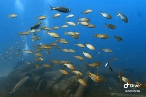 Madeira: dykking for nybegynnere fra Porto Santo-øya