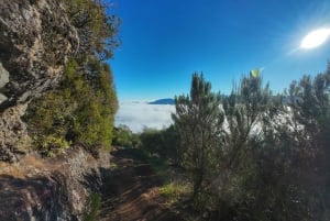 Madeira: Guidet vandretur fra Bica da Cana til Encumeada med afhentning