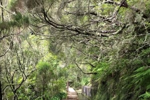 Madeira: Guidet vandretur fra Bica da Cana til Encumeada med afhentning