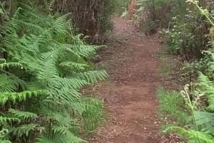 Madeira: Bica da Cana to Encumeada Private Hike with Pickup