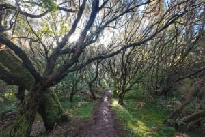 Madeira: Bica da Cana to Encumeada Private Hike with Pickup
