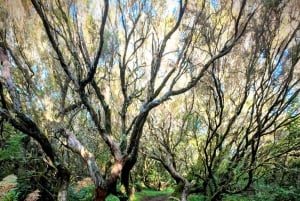 Madeira: Bica da Cana to Encumeada Private Hike with Pickup