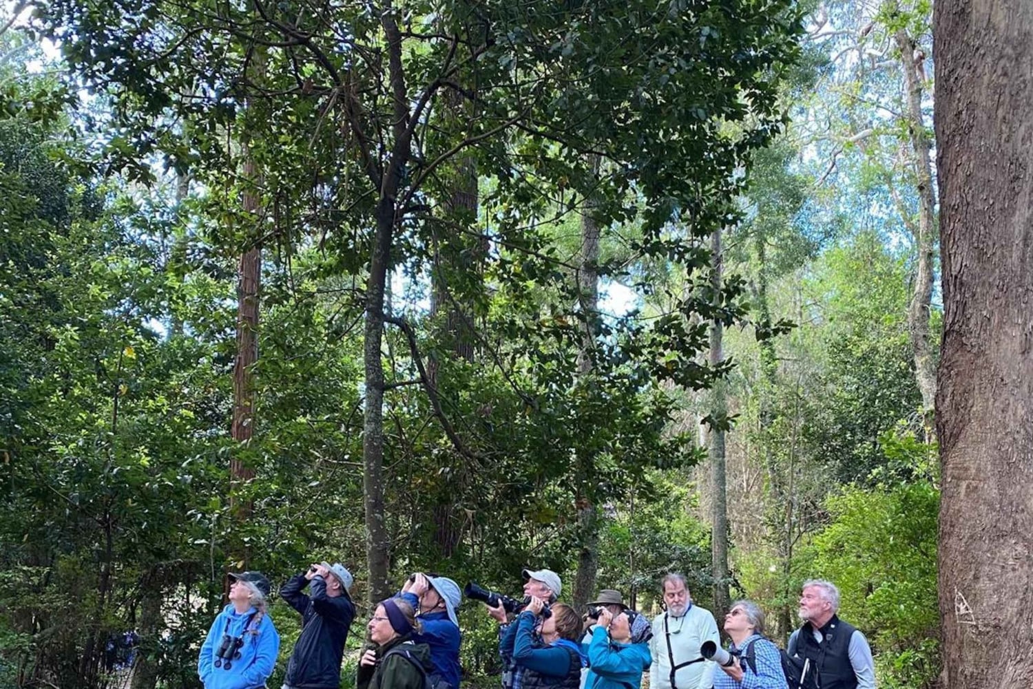 Madeira: Observación de Aves - Las Endémicas