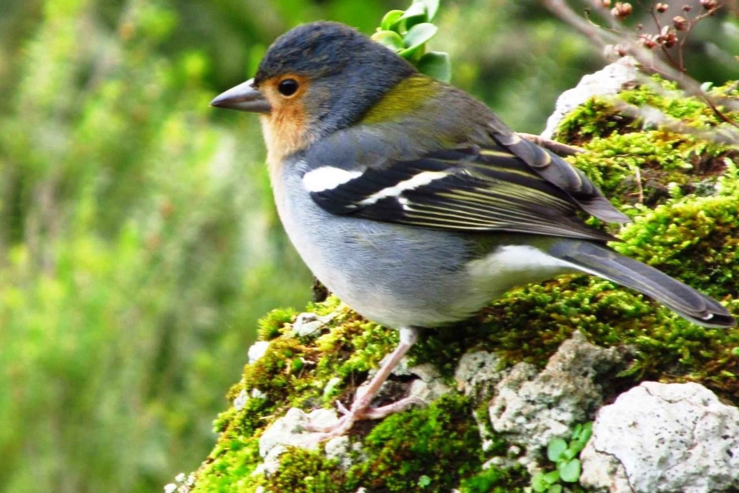 Madeira: Observación de Aves - Las Endémicas