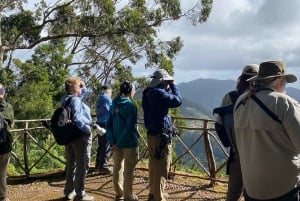 Madeira: Birdwatching - The Endemics