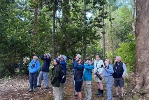 Madeira: Birdwatching - The Endemics