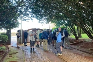 Madeira: Birdwatching - The Endemics