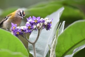 Madeira: Observación de Aves - Las Endémicas