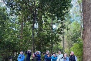 Madeira: Observación de Aves - Las Endémicas
