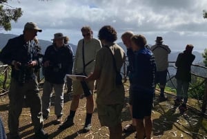 Madeira: Observación de Aves - Las Endémicas