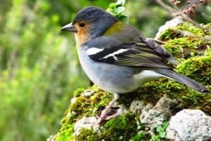 Madeira: Observación de Aves - Las Endémicas