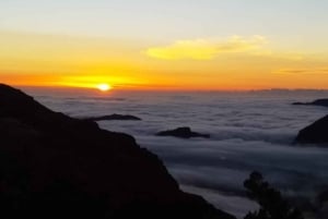 Madeira: Observación de Aves - Las Endémicas