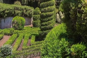 Madeira: Botanical Gardens Tuk-Tuk Tour