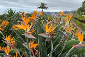 Madeira: Botanical Gardens Tuk-Tuk Tour