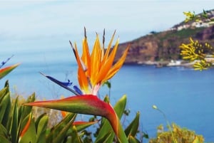 Madeira: Cabo Girao, Jeep Tour Adventure and Wine Tasting