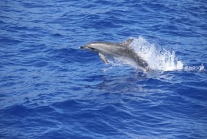 Madeira: Cabo Girão, Wines Experience and Dolphins Watching