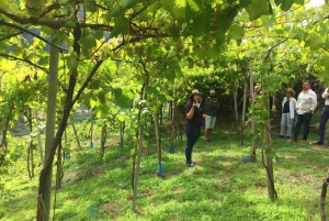 Madeira: Cabo Girão, Experiência de Vinhos e Observação de Golfinhos