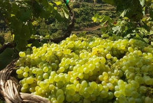 Madeira: Cabo Girão, Experiência de Vinhos e Observação de Golfinhos