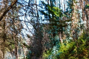 Madeira: Can-Am Off-Road Buggy Guided Adventure